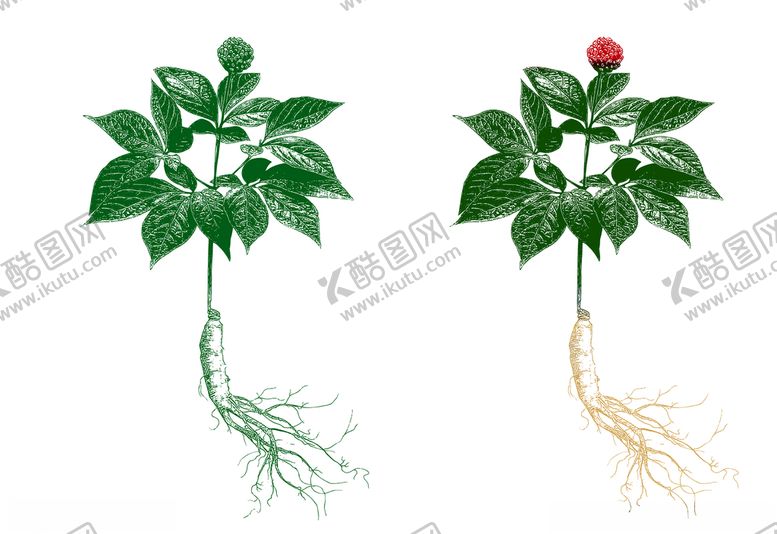 编号：41583009251954074262【酷图网】源文件下载-人参矢量图