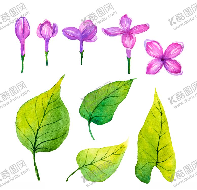 编号：14537009110602054484【酷图网】源文件下载-水彩绘画植物花朵