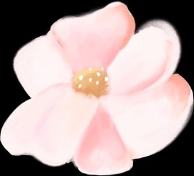 手绘鲜花