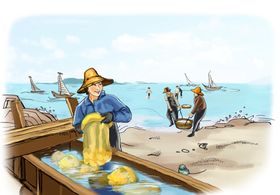海蜇