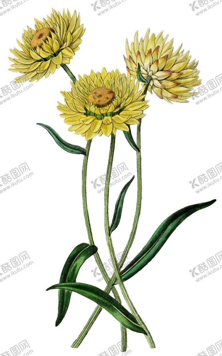 编号：80109109272044238010【酷图网】源文件下载-菊花素材