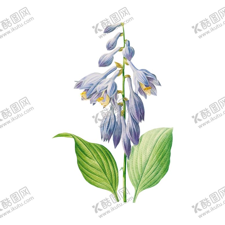 编号：39550810140427261482【酷图网】源文件下载-花卉插图