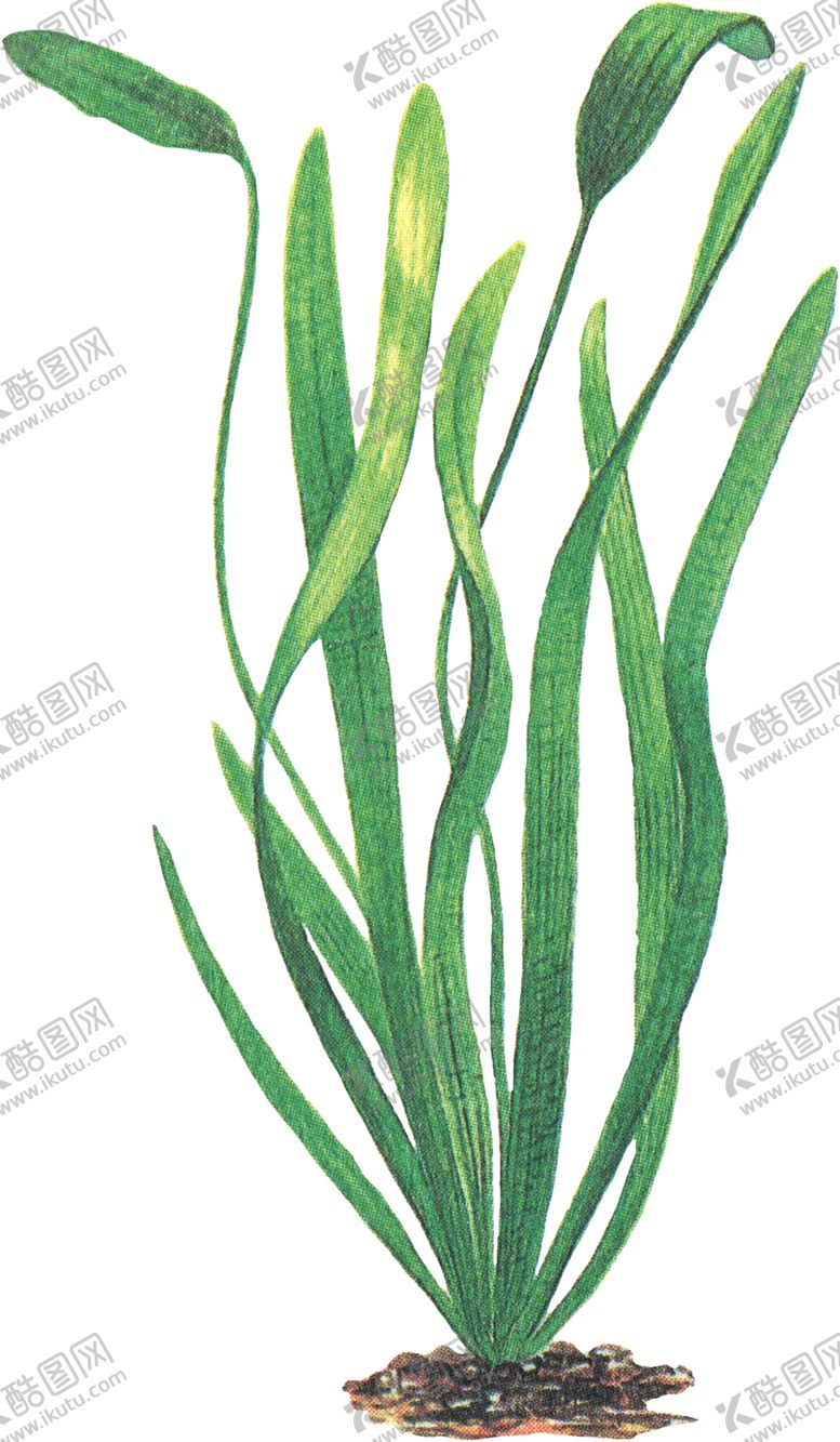 编号：70084609182310574120【酷图网】源文件下载-免扣水生植物素材图片