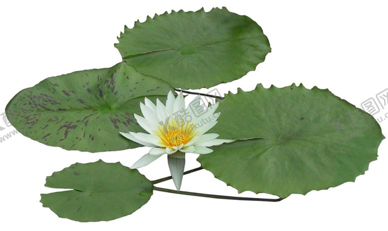 编号：14114709140055586227【酷图网】源文件下载-睡莲