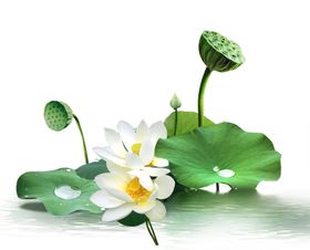 荷花免抠素材