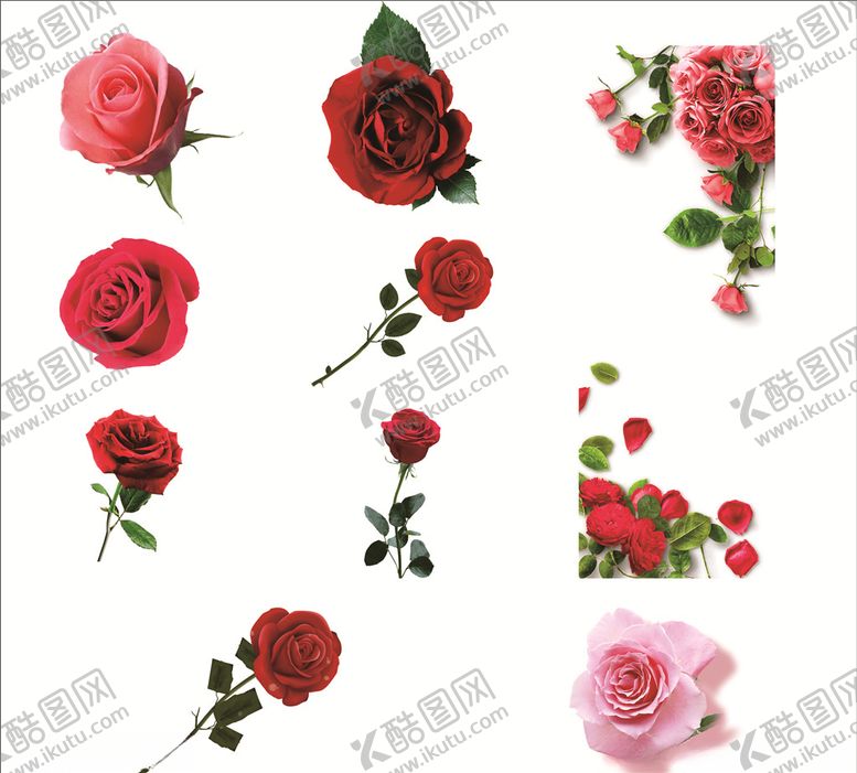 编号：33374410081911242568【酷图网】源文件下载-玫瑰花素材