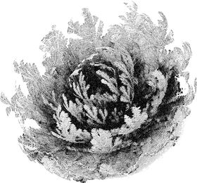 复活草