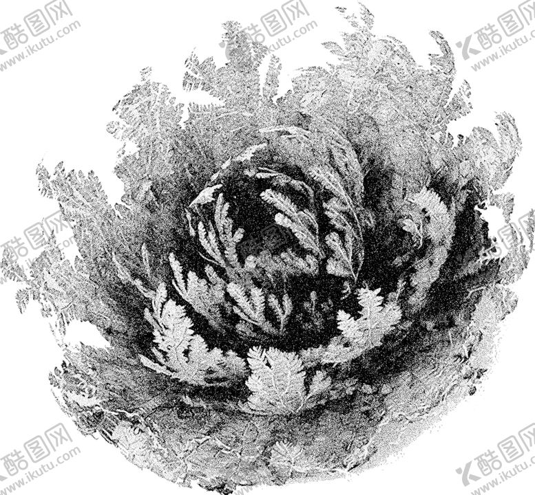 编号：11022106190530578502【酷图网】源文件下载-复活草