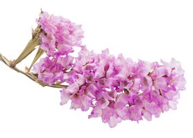 免抠背景干花枯花
