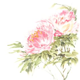 牡丹手绘插画