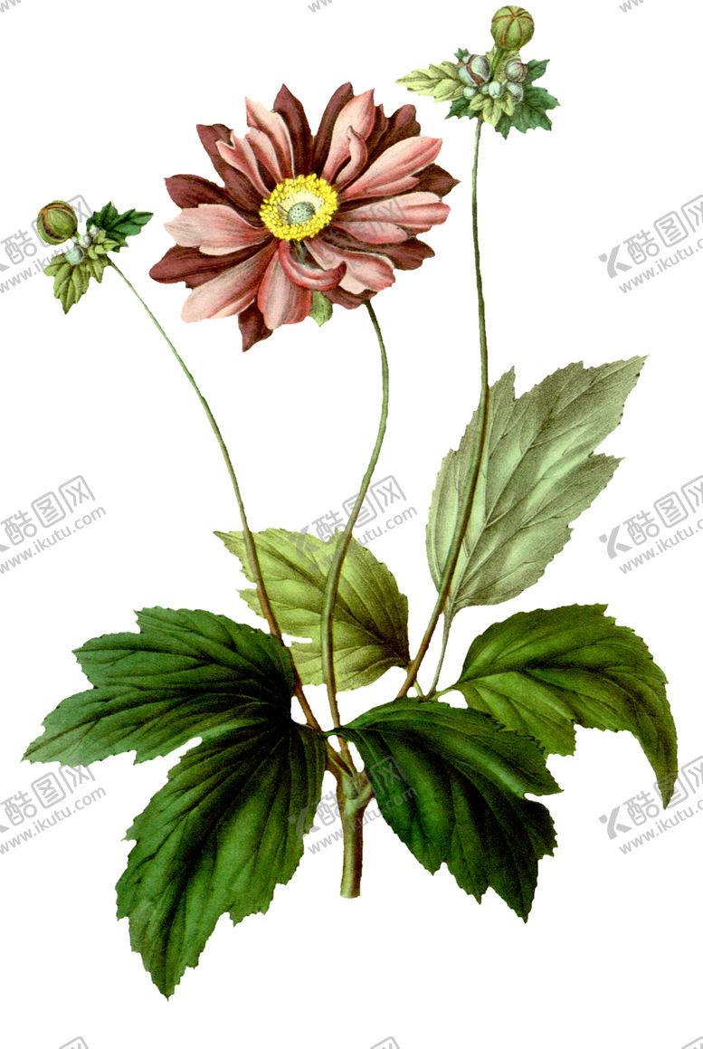 编号：54308610260143461323【酷图网】源文件下载-复古花朵植物图案