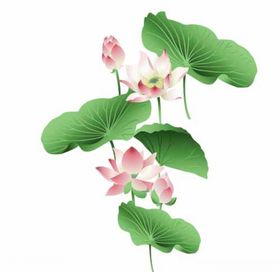 荷花素材