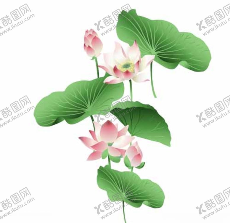 编号：94423910250858402804【酷图网】源文件下载-荷花素材