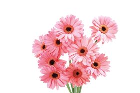 花朵篮免抠图玫瑰png