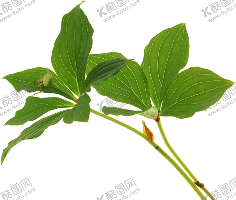 编号：54958007061800339998【酷图网】源文件下载-绿色植物