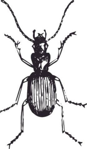 自然昆虫蝴蝶标本插画