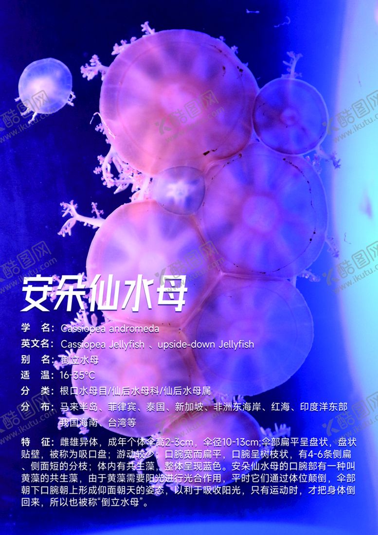 编号：71426009240129400156【酷图网】源文件下载-安朵仙水母