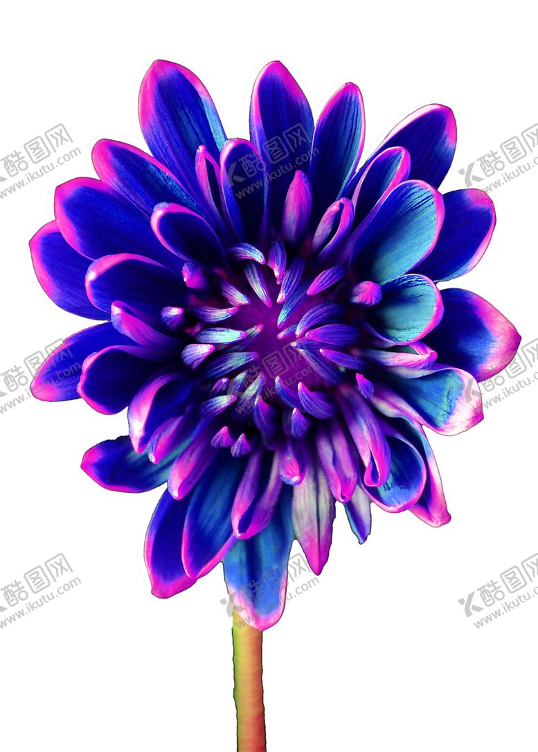 编号：21908310290555282336【酷图网】源文件下载-花免抠图