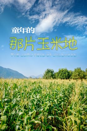 玉米地