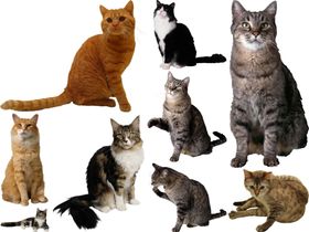 猫png免扣高清素材