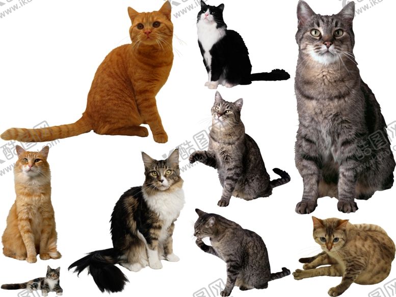 编号：76089609201512122731【酷图网】源文件下载-猫png免扣高清素材