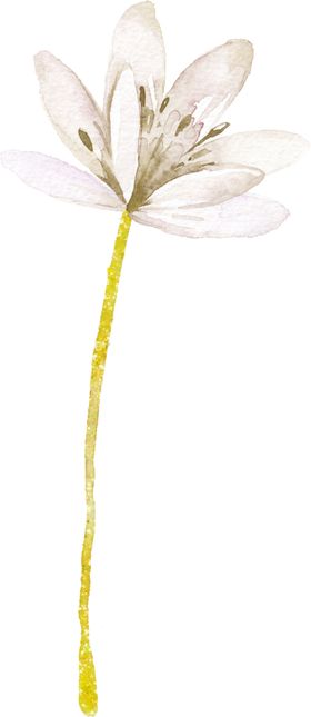 水彩手绘花卉花朵植物