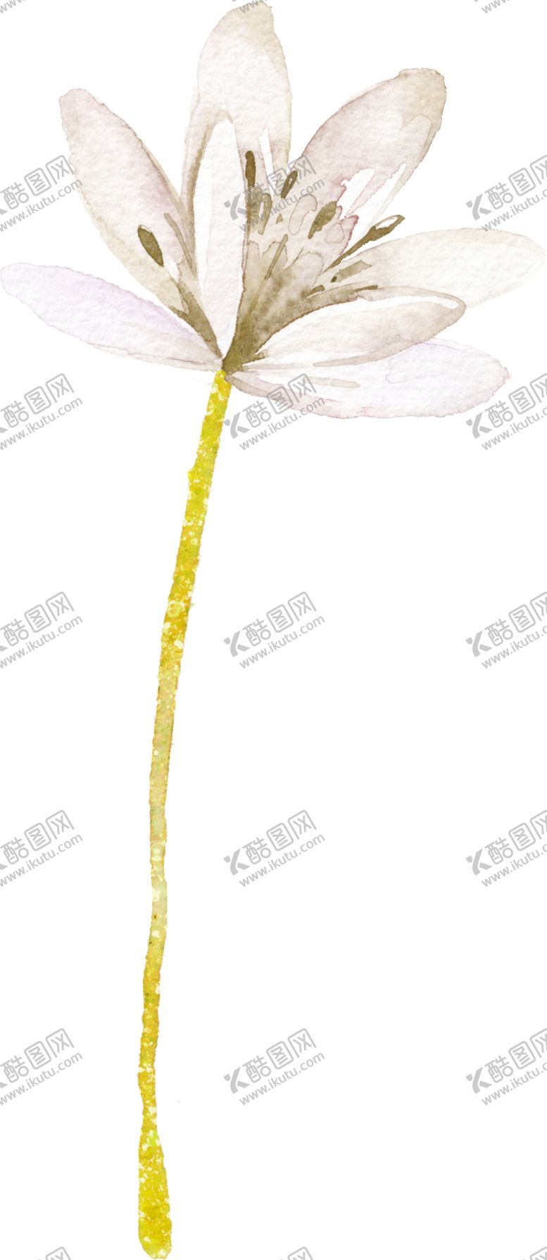 编号：80391606301942008941【酷图网】源文件下载-水彩手绘花卉花朵植物