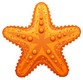 海星