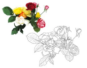 花卉素描