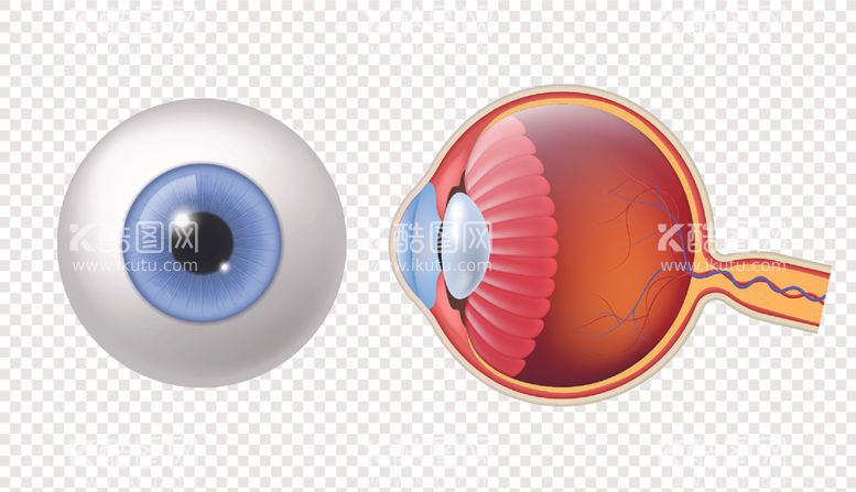 编号：33702303101957422689【酷图网】源文件下载-眼睛视网膜结构