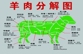 羊肉分解图