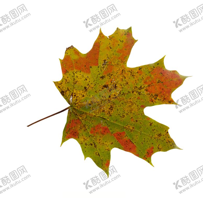 编号：81204809201418357607【酷图网】源文件下载-枫叶