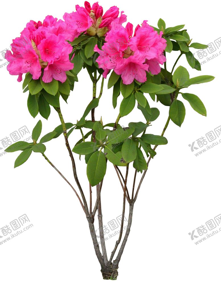 编号：34615009160446399696【酷图网】源文件下载-矮花卉