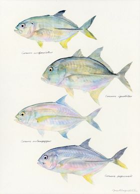 海洋鱼类水彩插画
