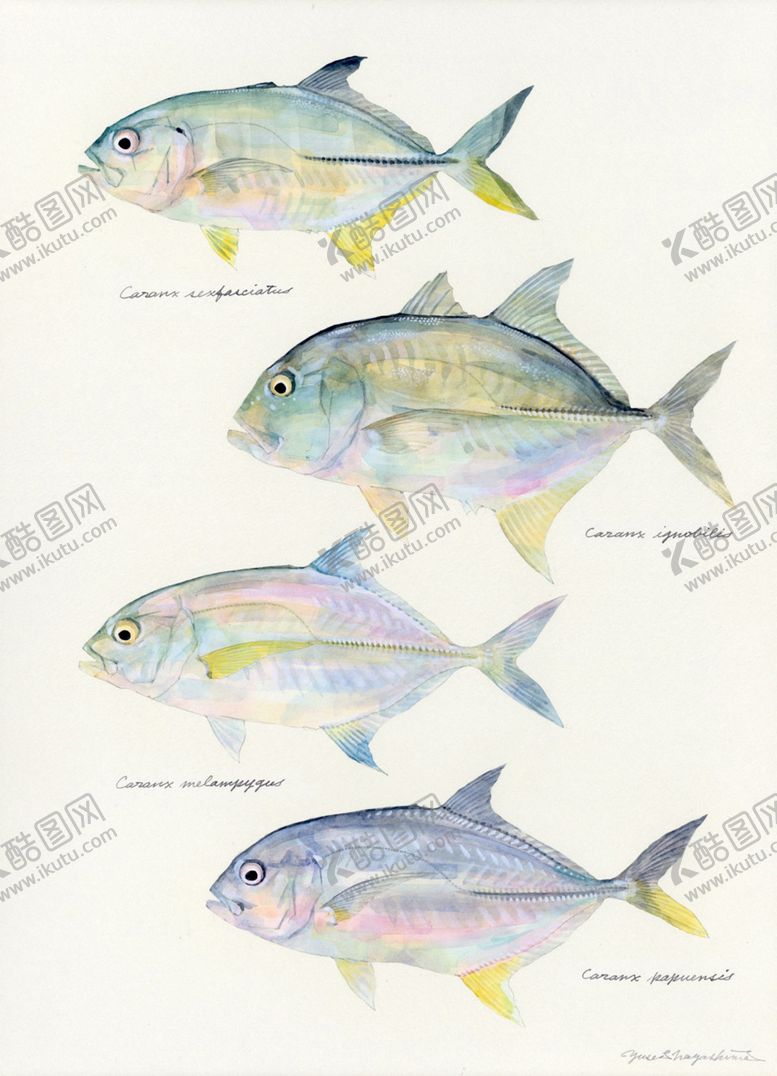 编号：76298110181246268267【酷图网】源文件下载-海洋鱼类水彩插画