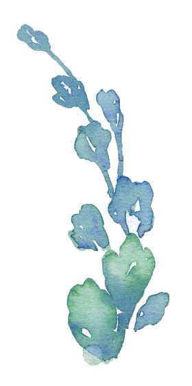 水彩手绘花卉花朵植物