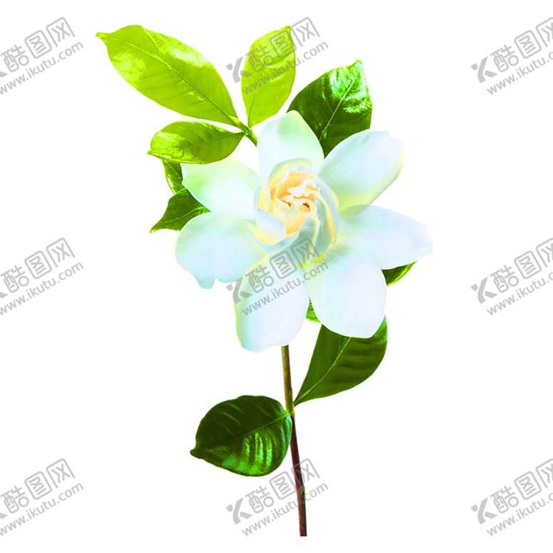编号：17933807051527341514【酷图网】源文件下载-鲜花装饰