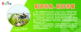 稻田养鱼