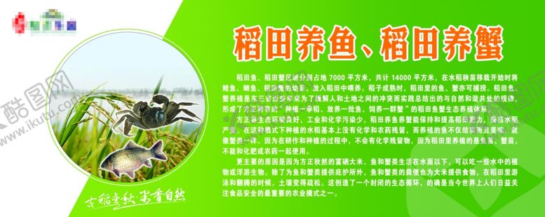 编号：43675306262207249170【酷图网】源文件下载-稻田养鱼