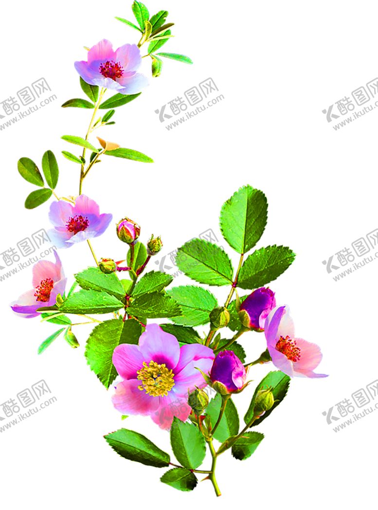 编号：24667709222040562335【酷图网】源文件下载-鲜花装饰