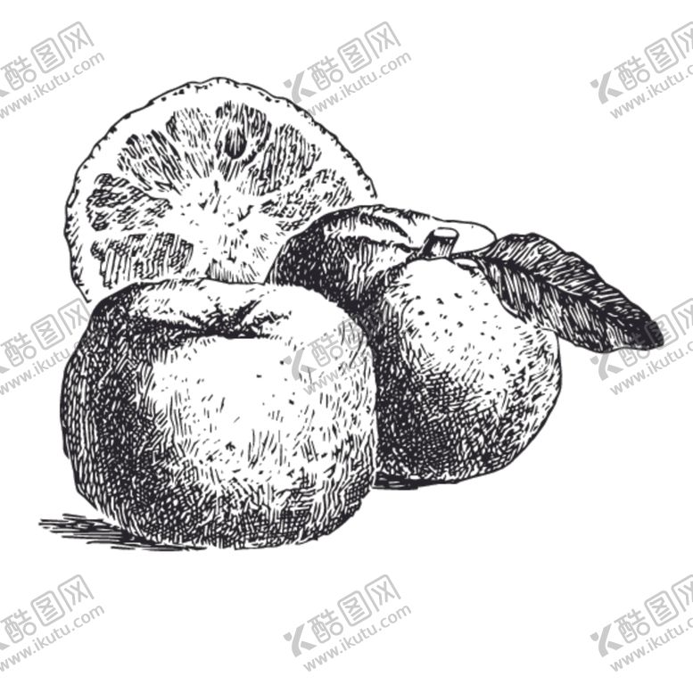 编号：17337209141944326568【酷图网】源文件下载-水果绘画线稿图案
