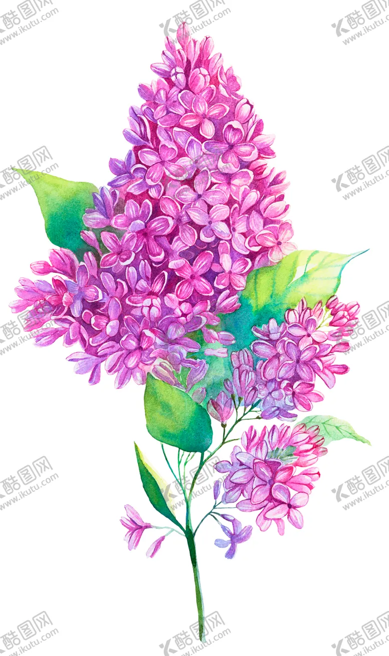 编号：88662506250803545392【酷图网】源文件下载-鲜花素材