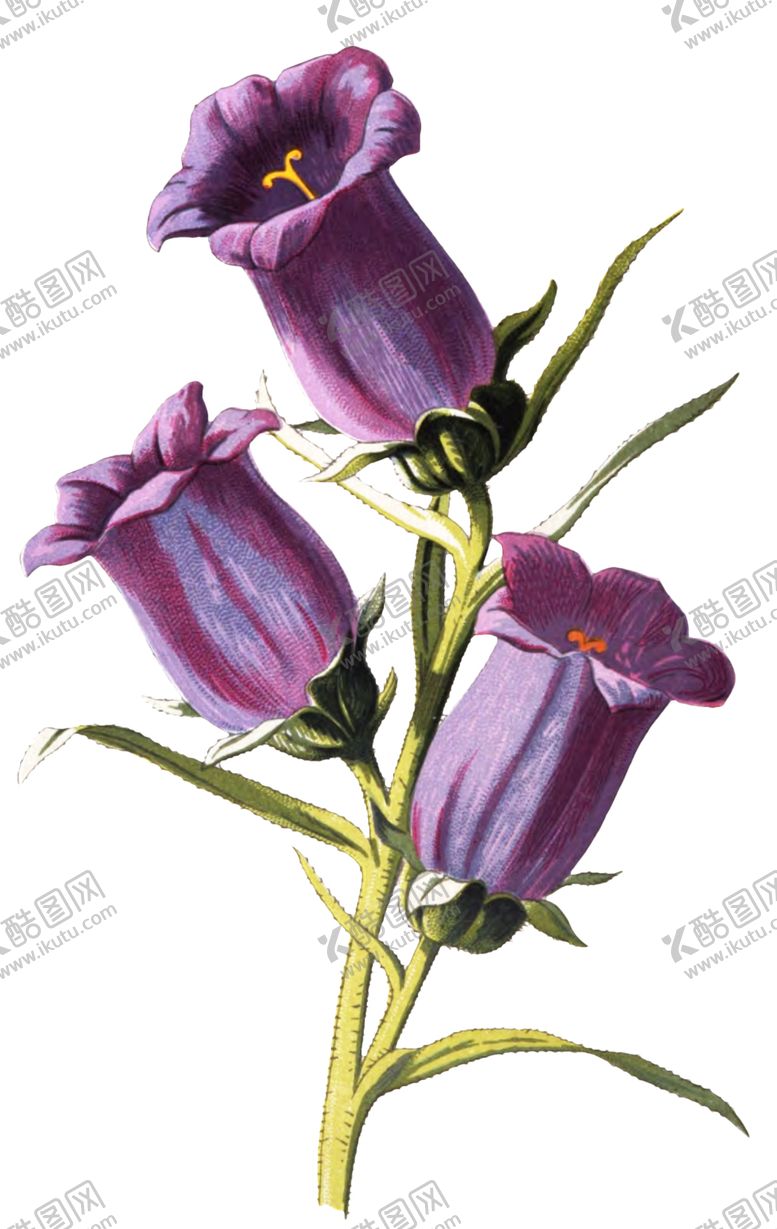 编号：18287106250456491341【酷图网】源文件下载-复古花朵植物图案