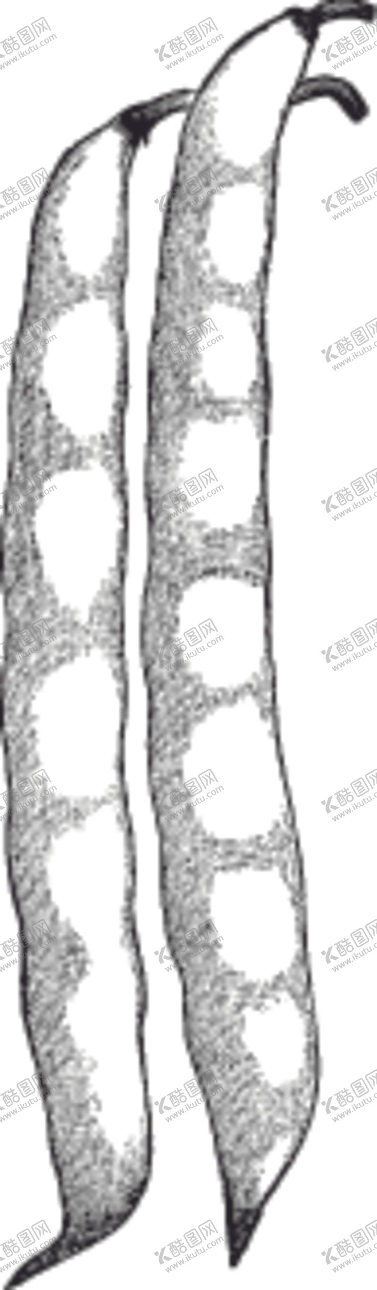 编号：47978110171748304954【酷图网】源文件下载-素描手绘蔬菜