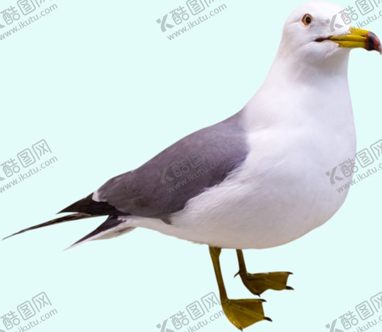 编号：90273609290902156531【酷图网】源文件下载-海鸥