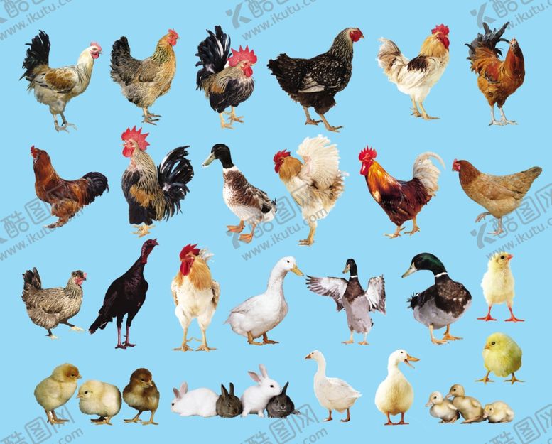 编号：15612410310931535840【酷图网】源文件下载-家禽鸡鸭