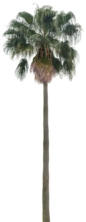 免扣植物树木素材图片