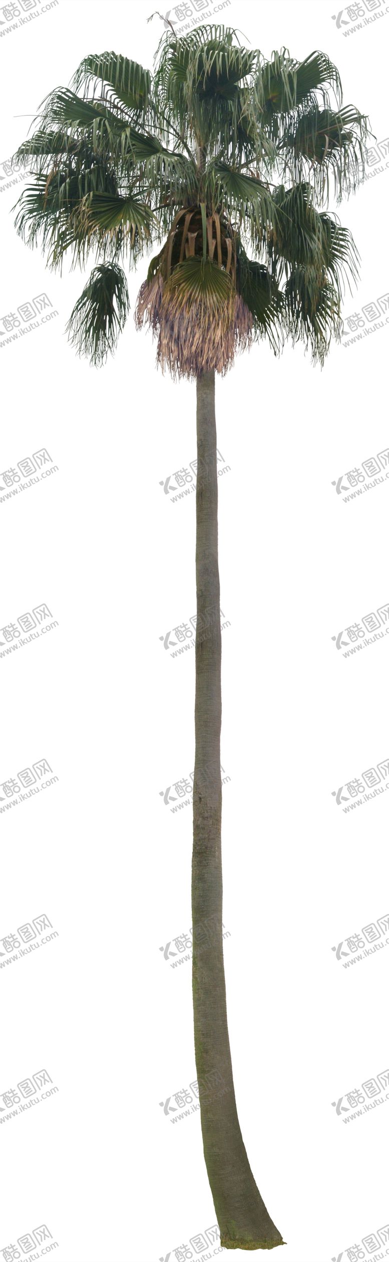 编号：41442905151835469667【酷图网】源文件下载-免扣植物树木素材图片