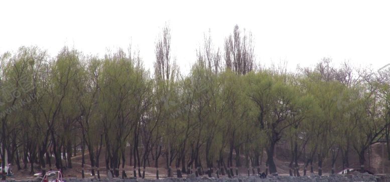 编号：46575210191617085549【酷图网】源文件下载-树林