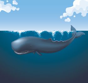 鲸鱼
